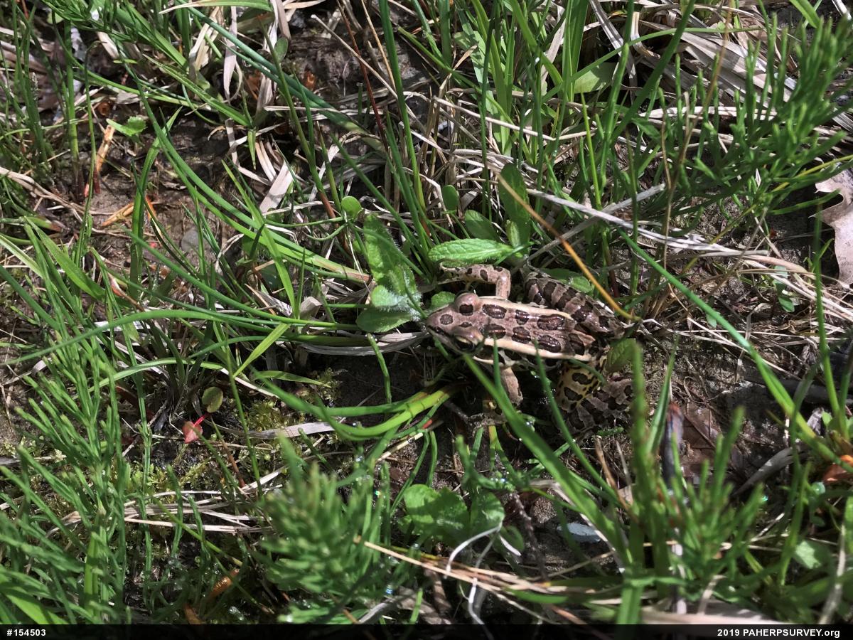 Pickerel Frog