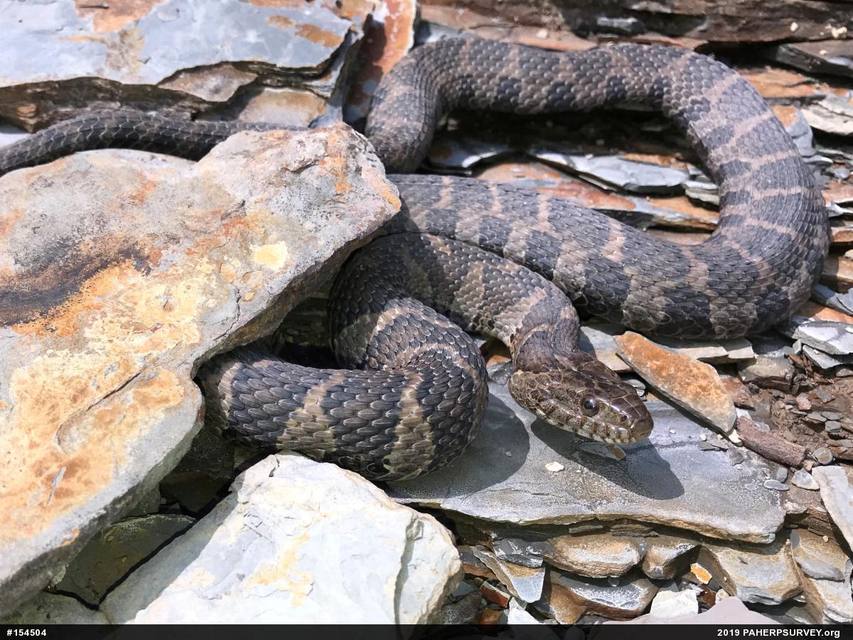 Northern Watersnake