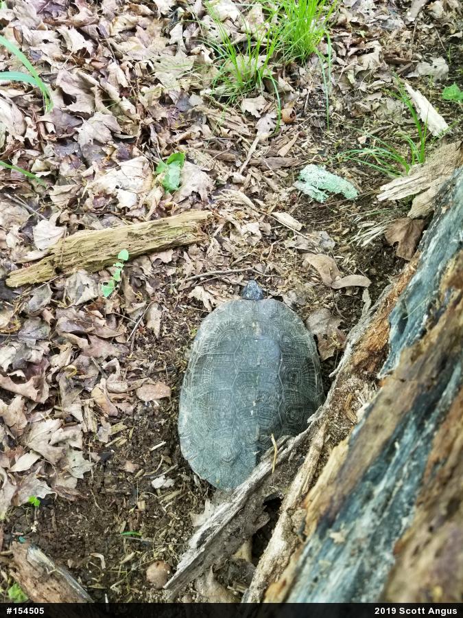Wood Turtle