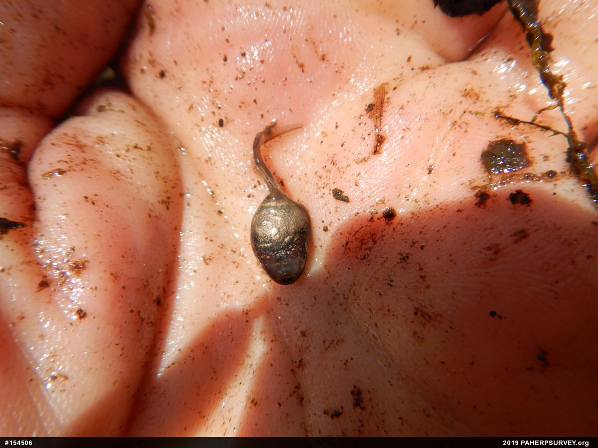 Wood Frog