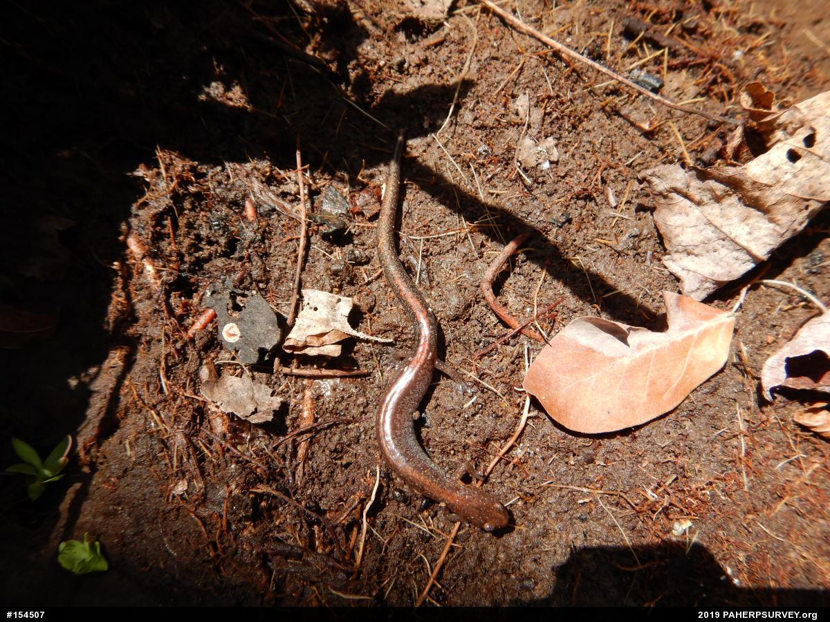 Eastern Red-backed  Salamander