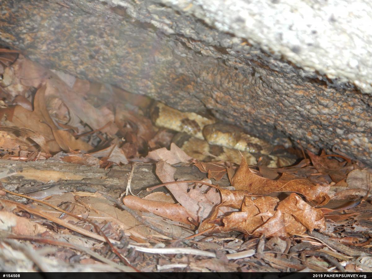 Timber Rattlesnake
