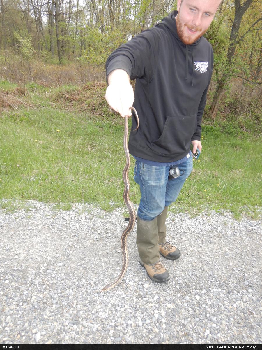 Eastern Gartersnake