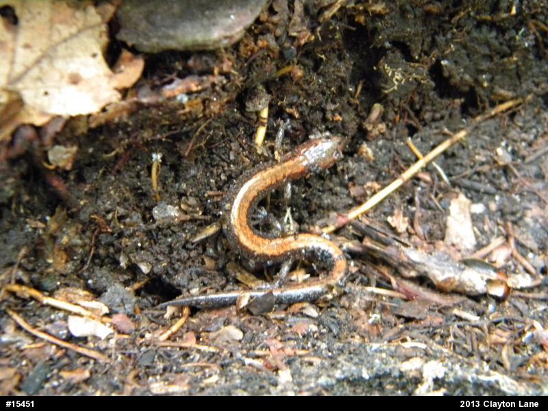 Eastern Red-backed  Salamander