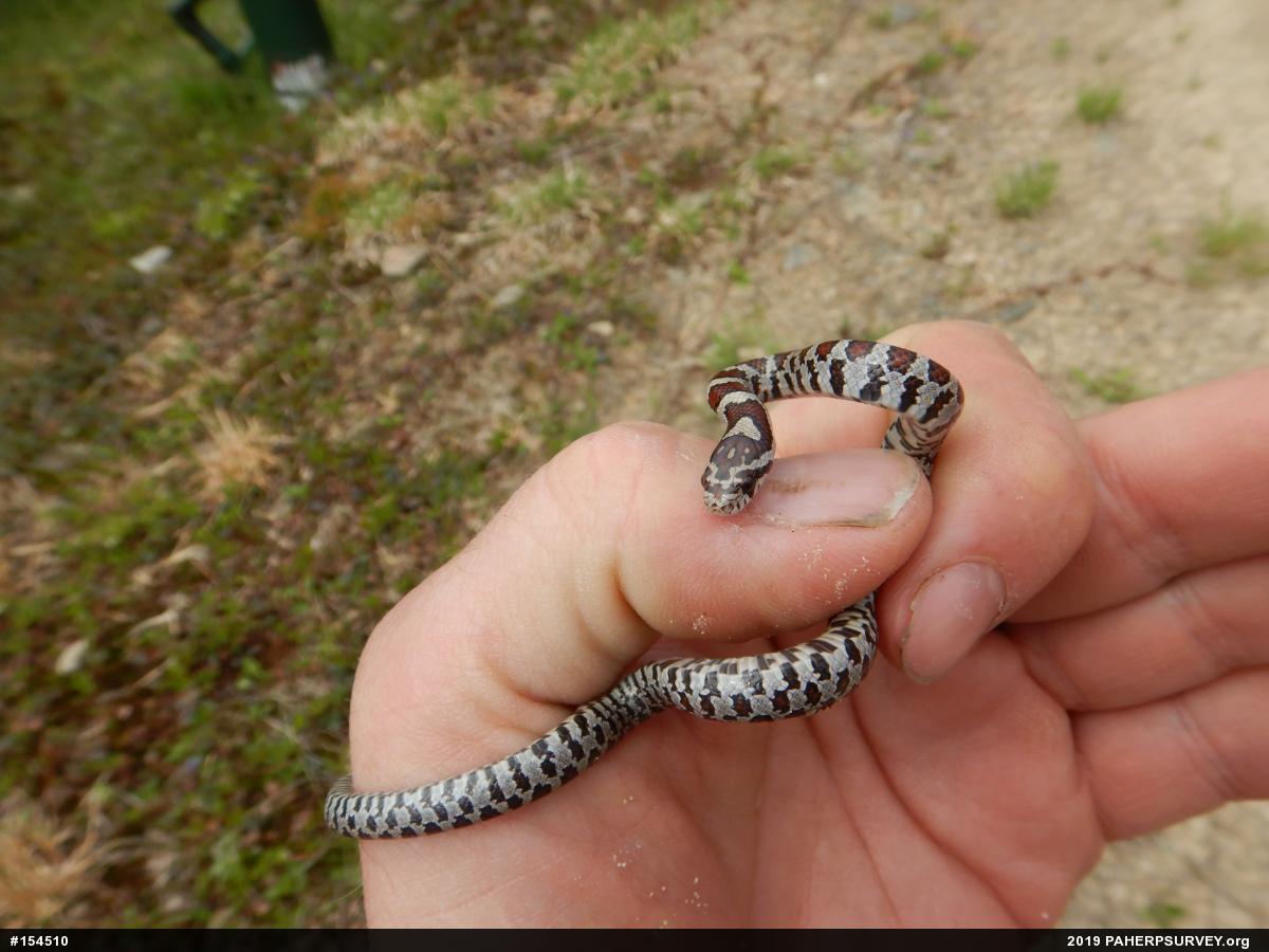 Eastern Milksnake