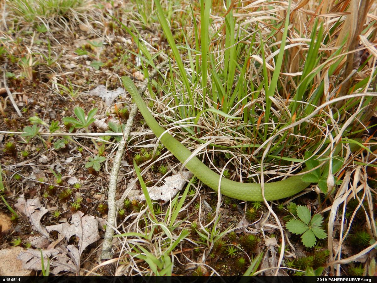 Smooth Greensnake