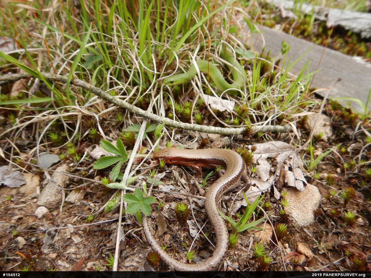 Northern Coal Skink