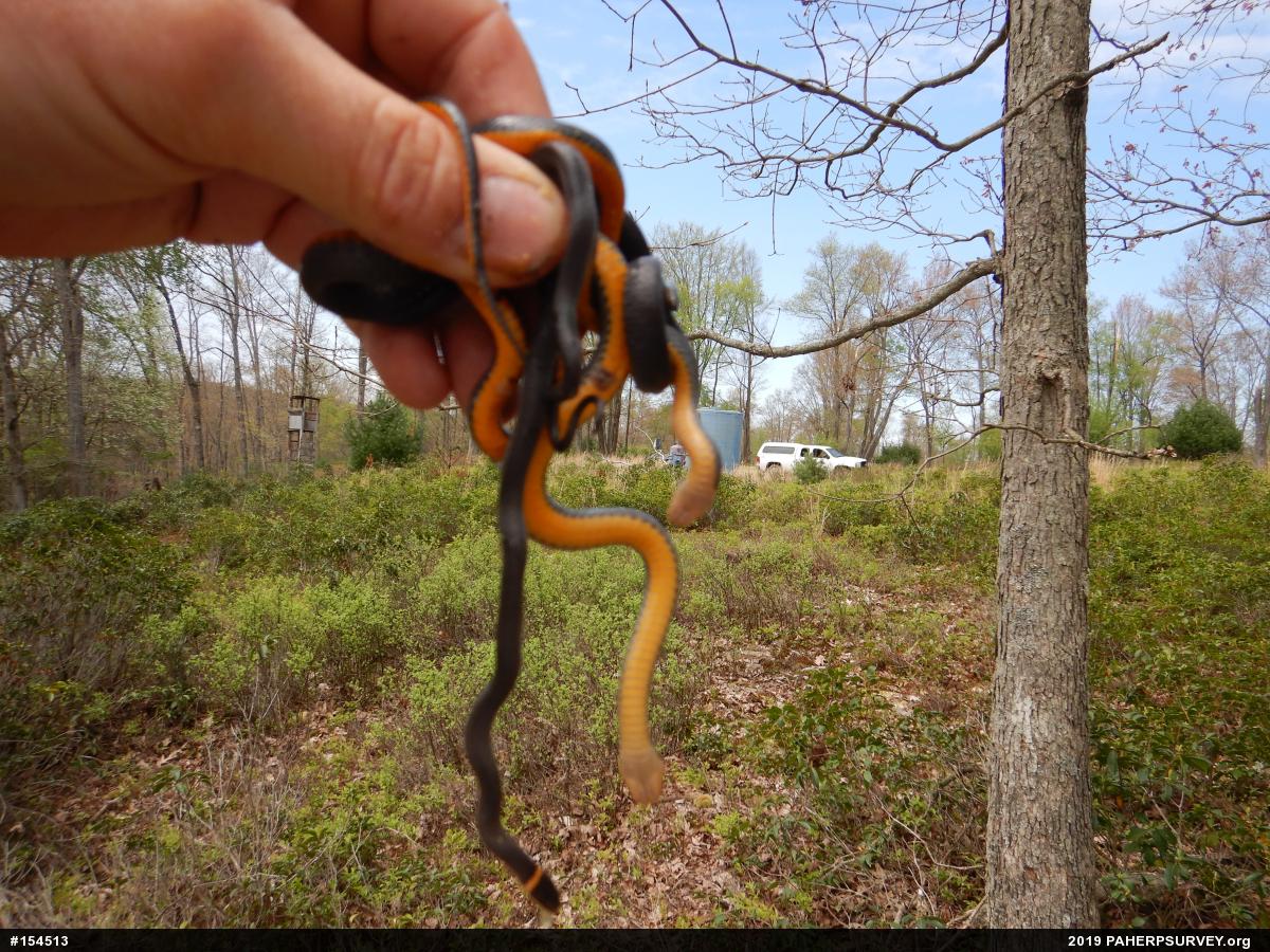 Northern Ring-necked Snake