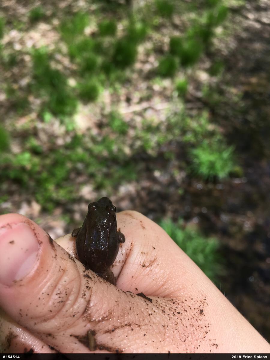 Wood Frog