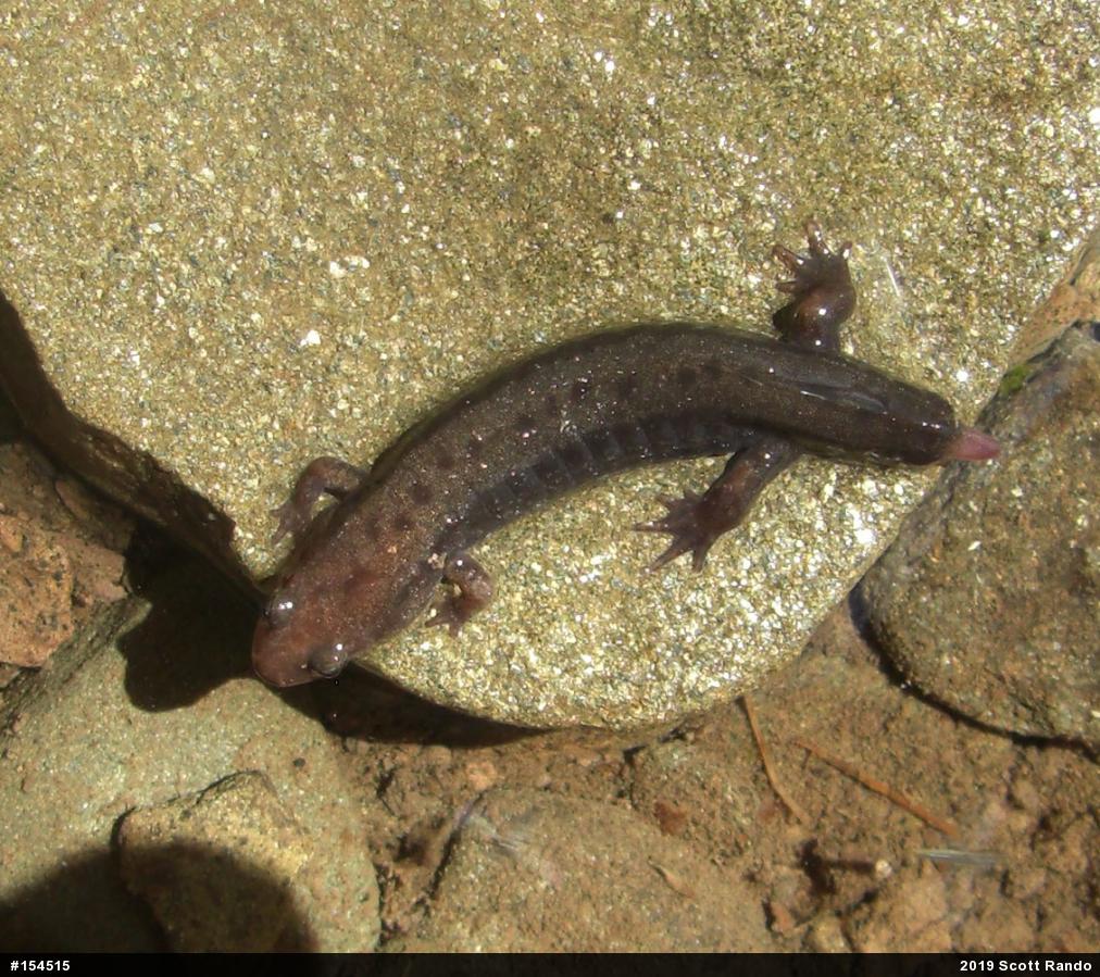 Allegheny Mountain Dusky Salamander