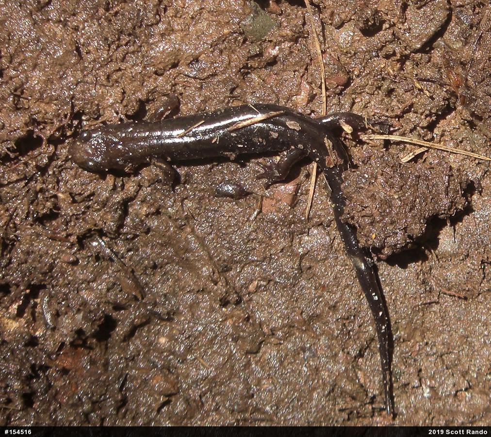 Allegheny Mountain Dusky Salamander