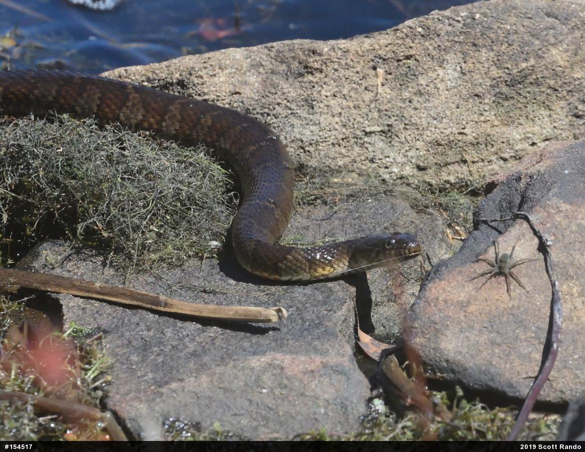 Northern Watersnake