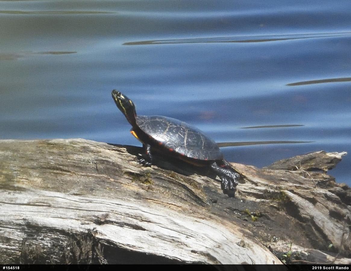 Painted Turtle