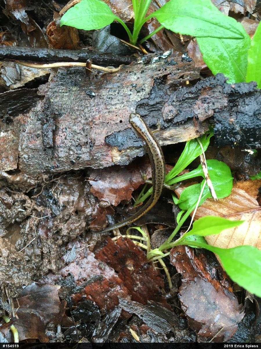 Northern Two-lined Salamander