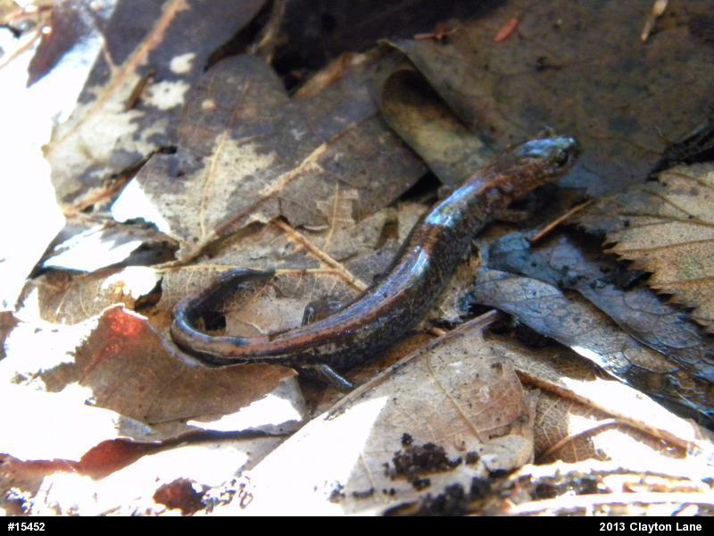 Eastern Red-backed  Salamander