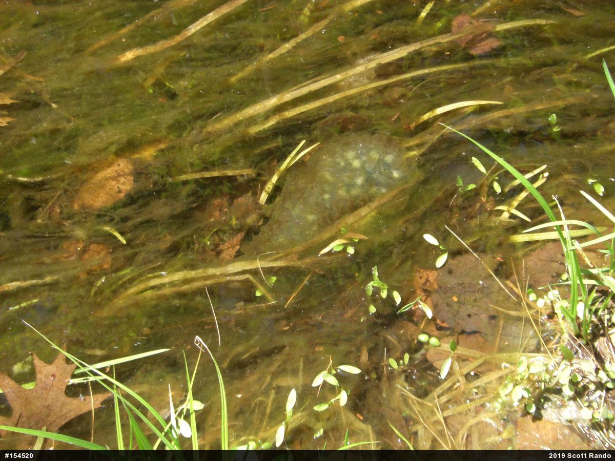 Spotted Salamander