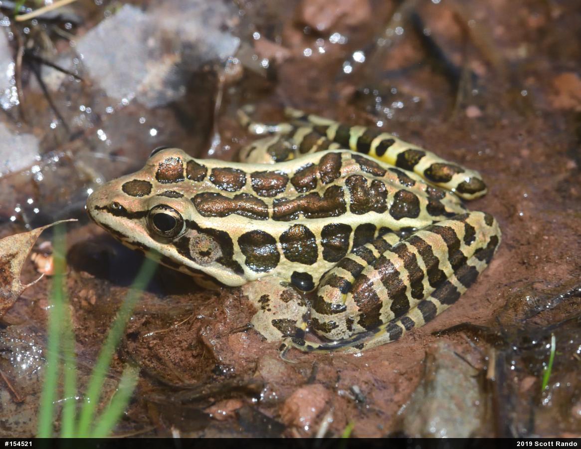 Pickerel Frog