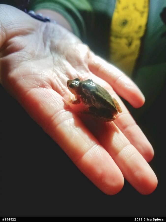 Spring Peeper