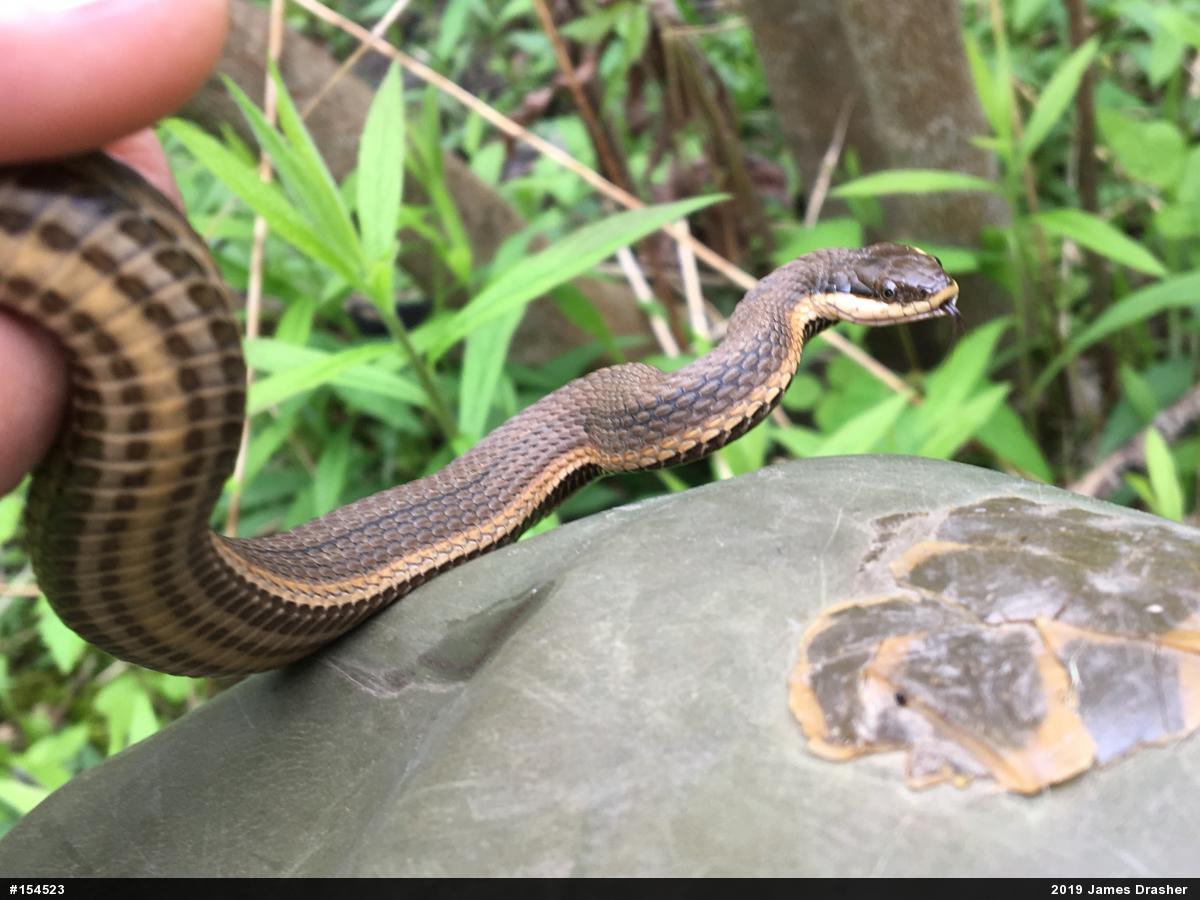 Queensnake