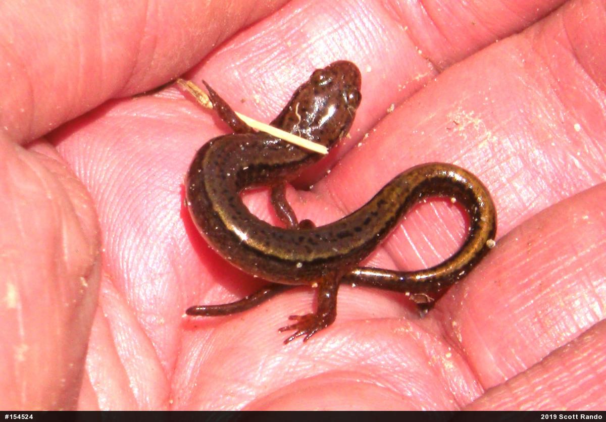 Northern Two-lined Salamander