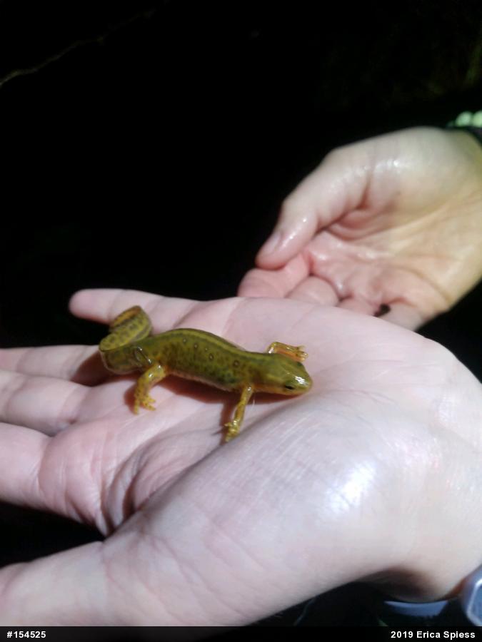 Red-spotted Newt