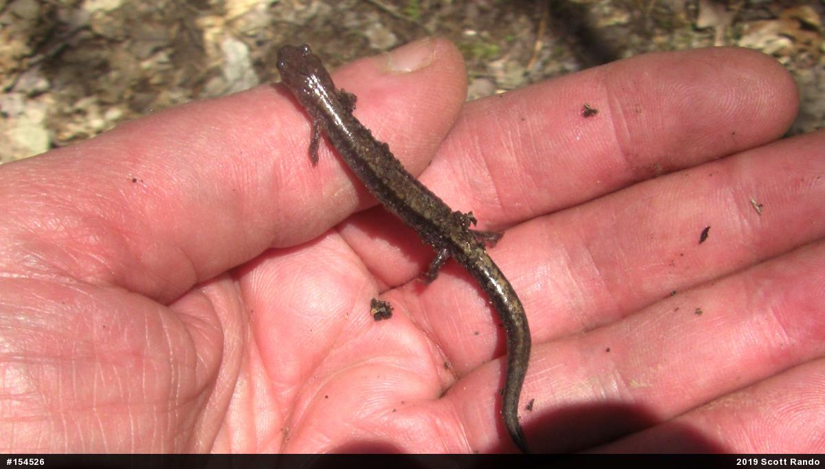 Eastern Red-backed  Salamander