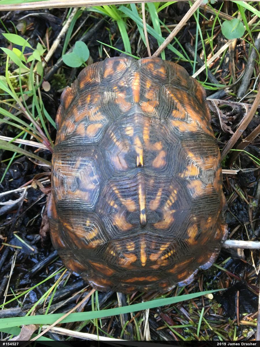Eastern Box Turtle