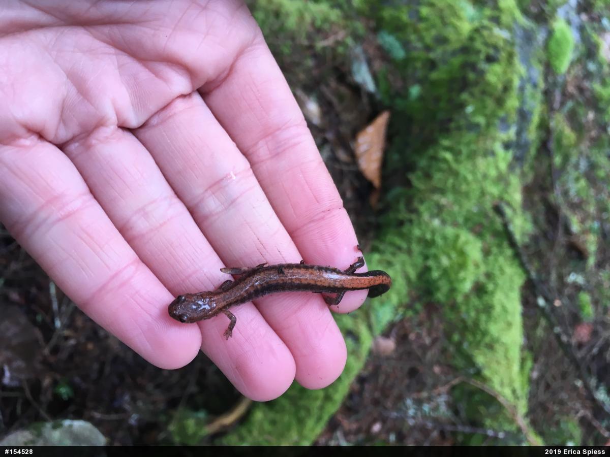 Eastern Red-backed  Salamander