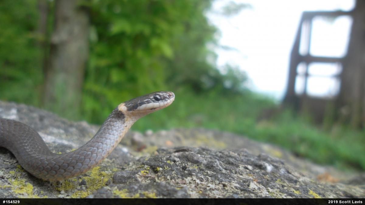 Northern Ring-necked Snake