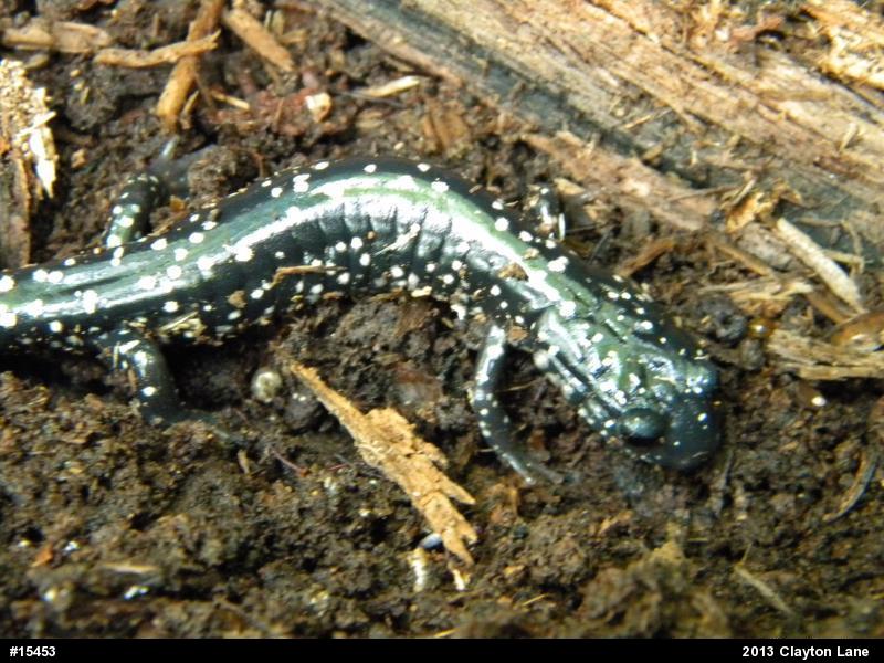 Northern Slimy Salamander