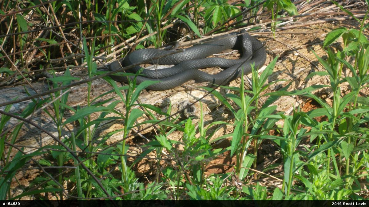 Northern Black Racer
