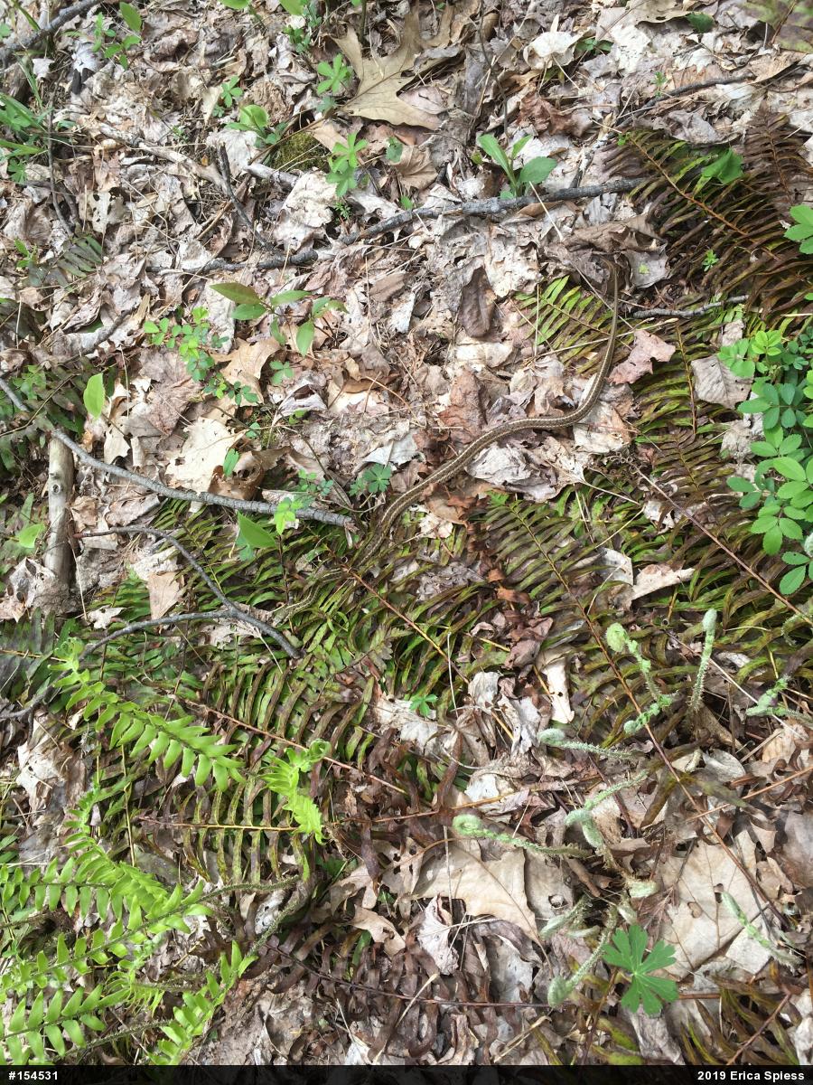Eastern Gartersnake
