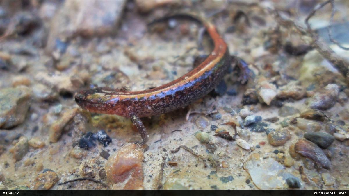 Eastern Red-backed  Salamander