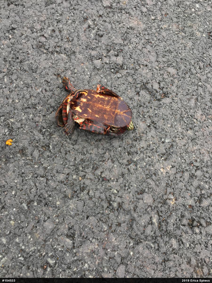 Painted Turtle