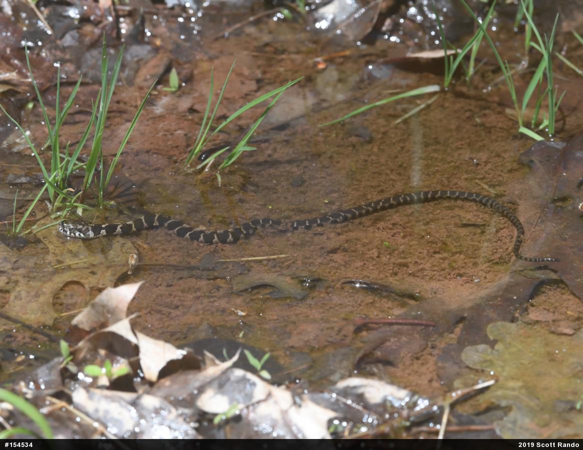 Northern Watersnake