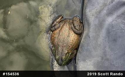 American Bullfrog