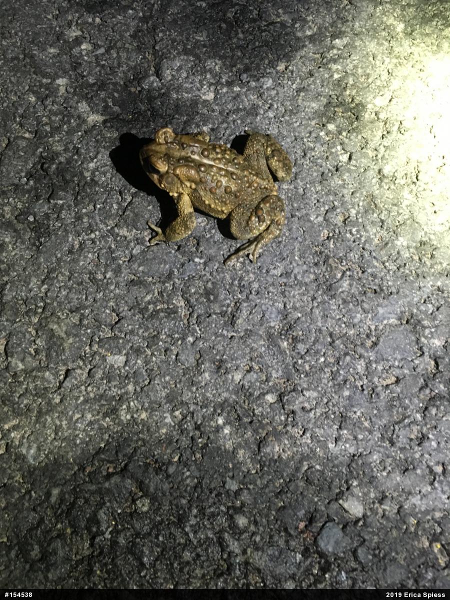 Eastern American Toad