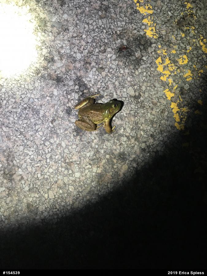 American Bullfrog