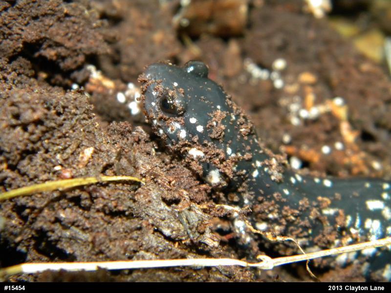 Northern Slimy Salamander