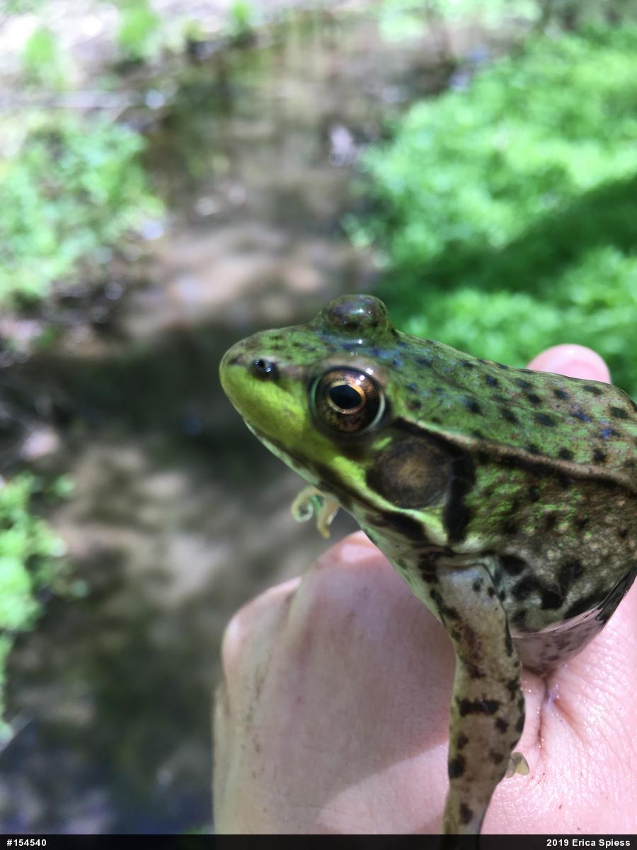 Green Frog