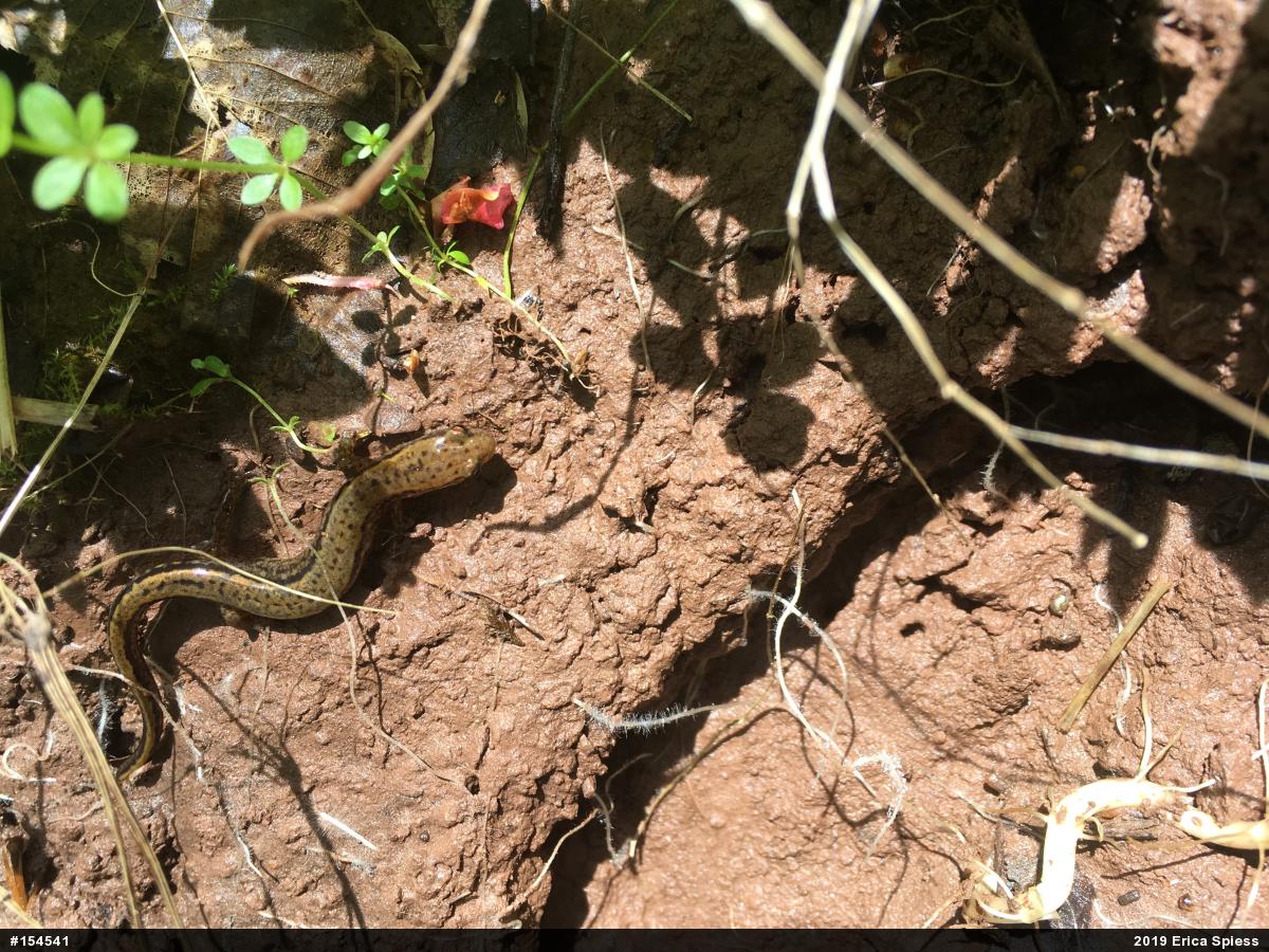 Northern Two-lined Salamander