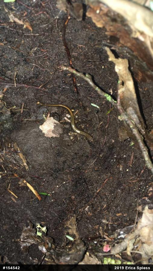 Northern Two-lined Salamander