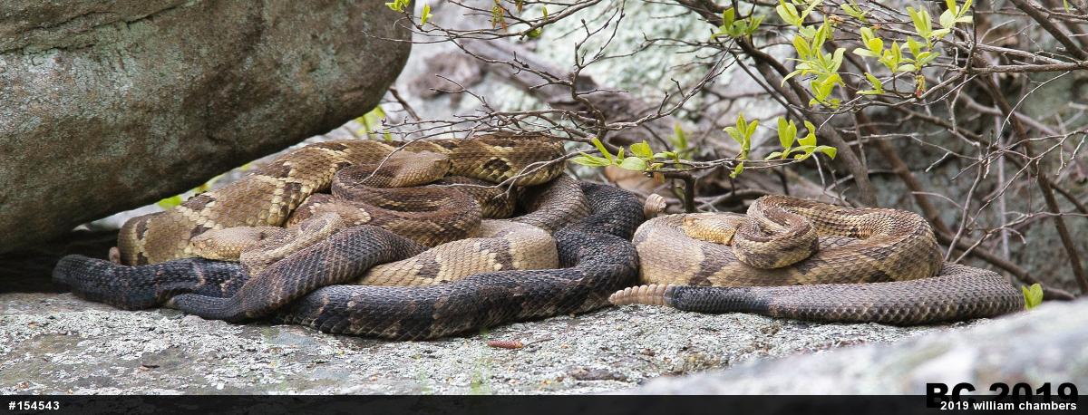 Timber Rattlesnake