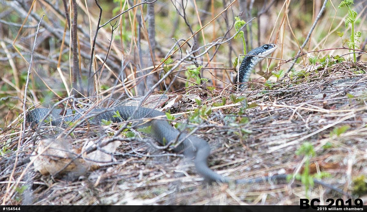 Northern Black Racer