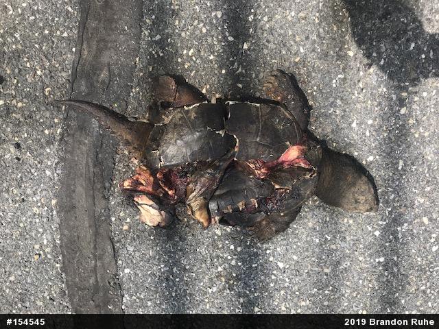 Snapping Turtle