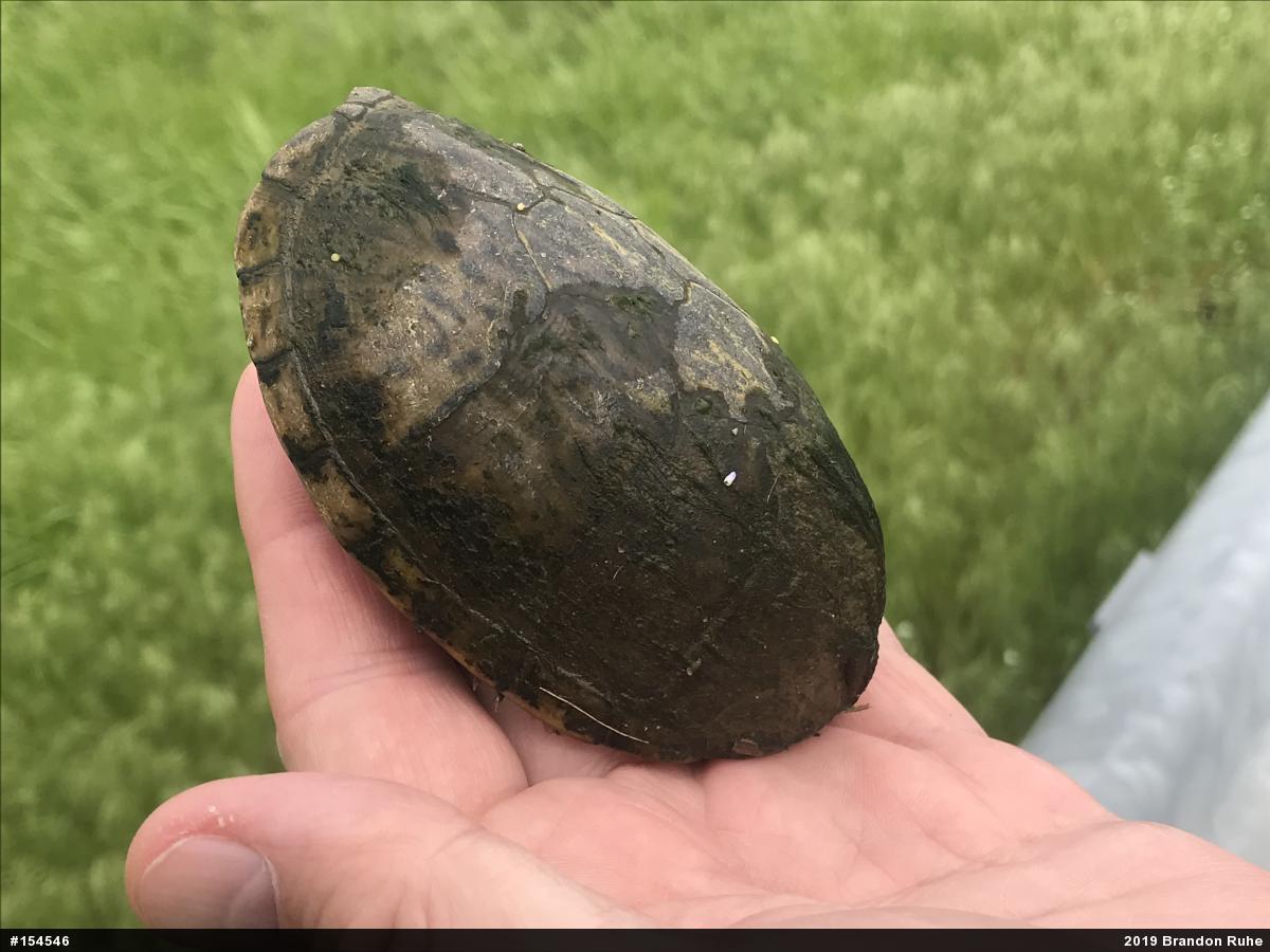 Eastern Musk Turtle