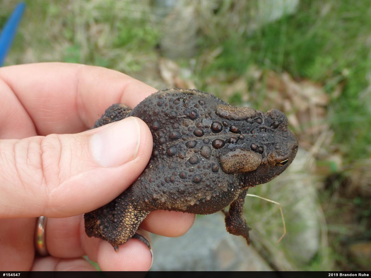 Eastern American Toad
