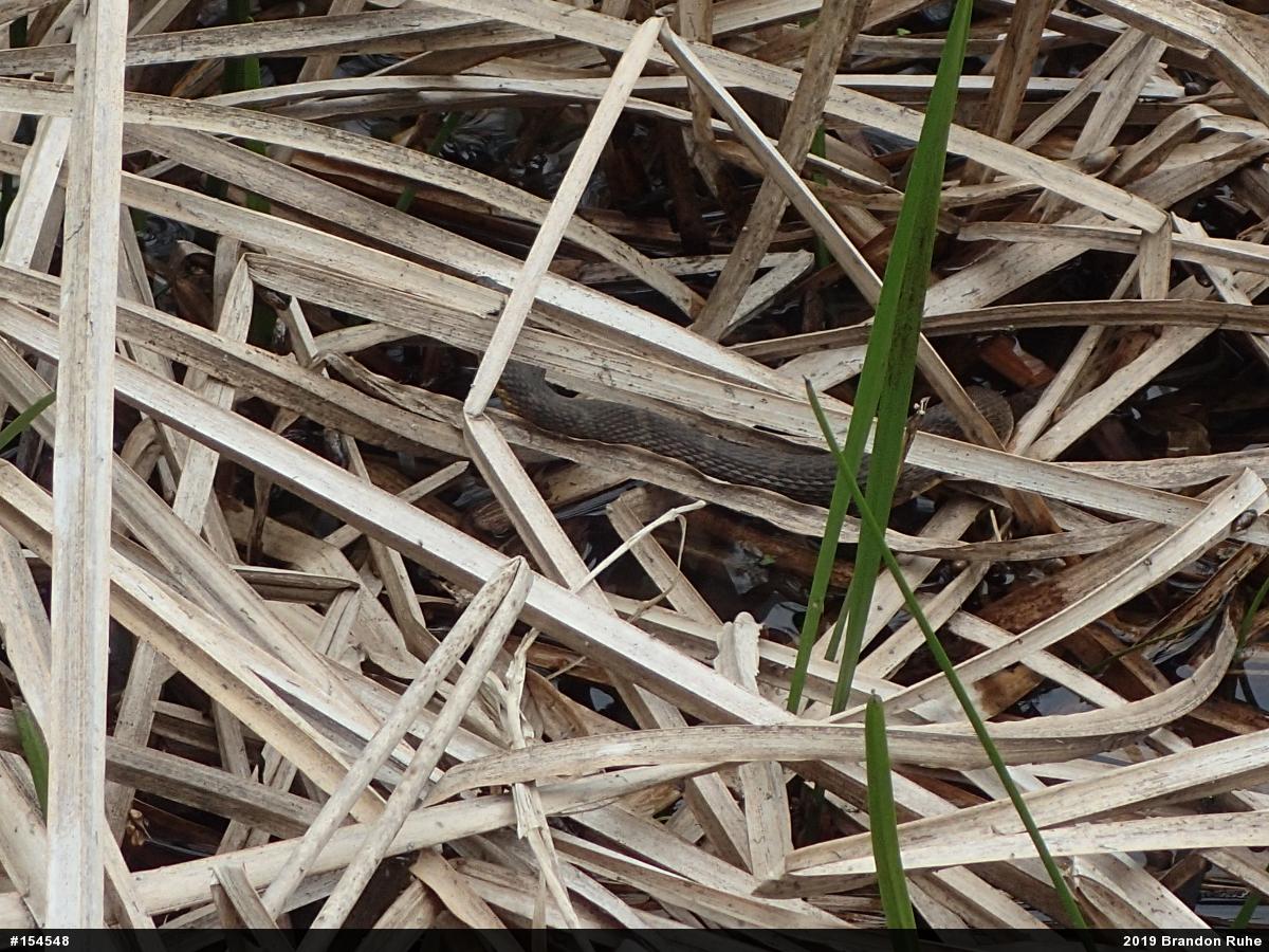 Northern Watersnake