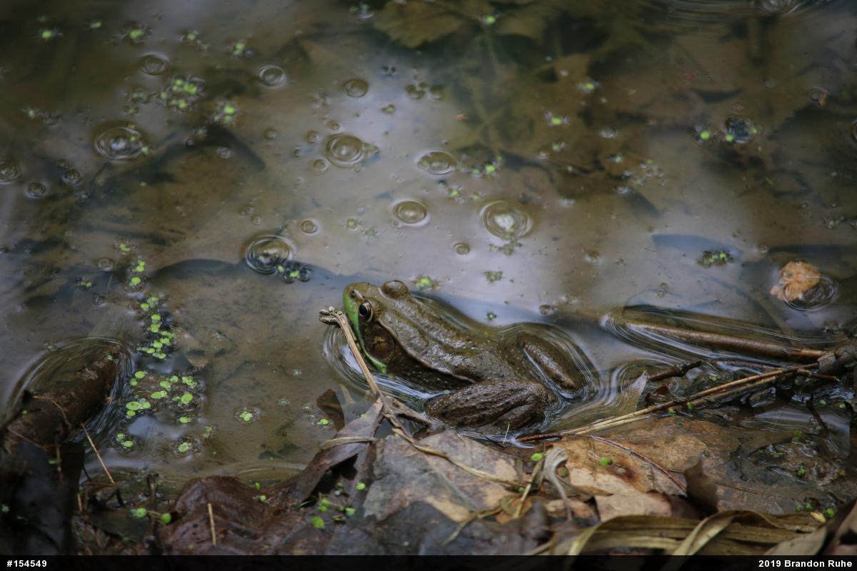 Green Frog