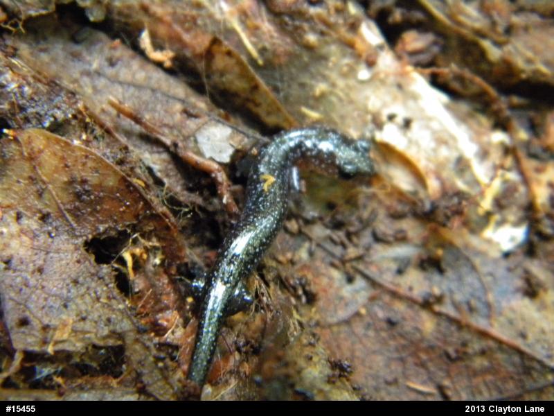 Eastern Red-backed  Salamander